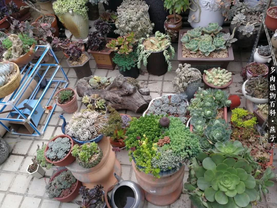 多肉法师什么季节摘心最好,多肉法师全锦好吗