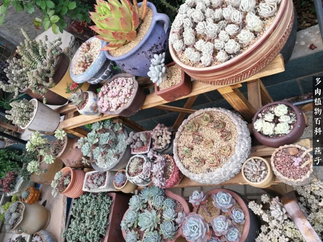 多肉法师什么季节摘心最好,多肉法师全锦好吗