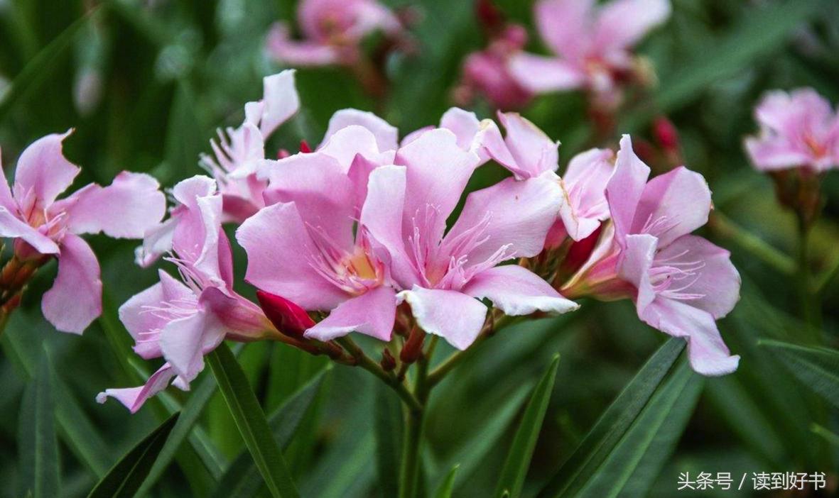 各种花的寓意及花语代表爱,黄玫瑰代表着哪些花语和寓意