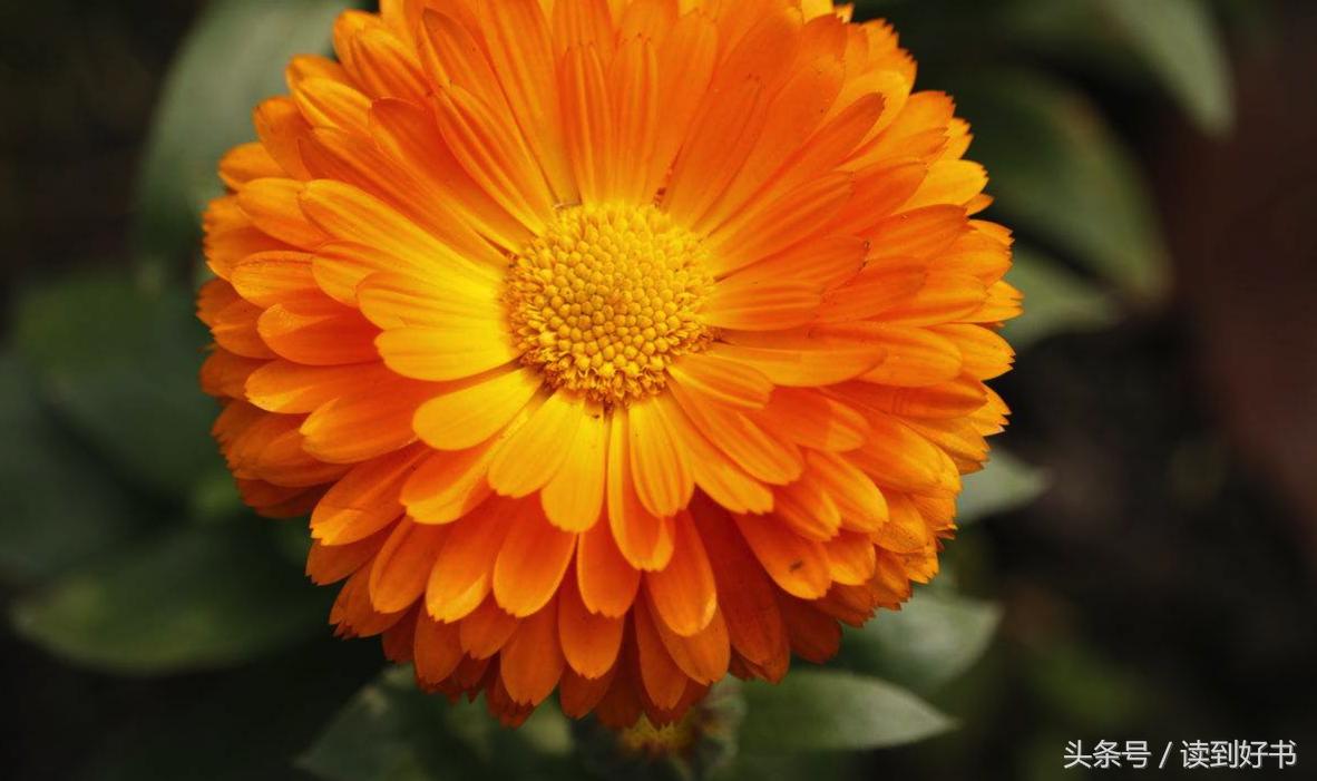 各种花的寓意及花语代表爱,黄玫瑰代表着哪些花语和寓意