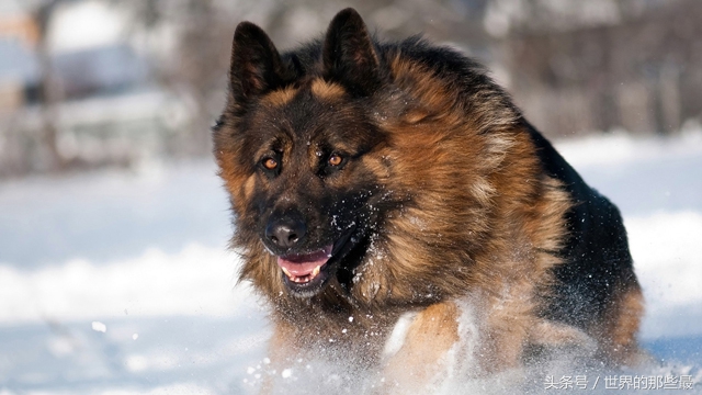 最聪明的狗狗排行榜哈士奇,世界上最聪明的狗狗是谁养的