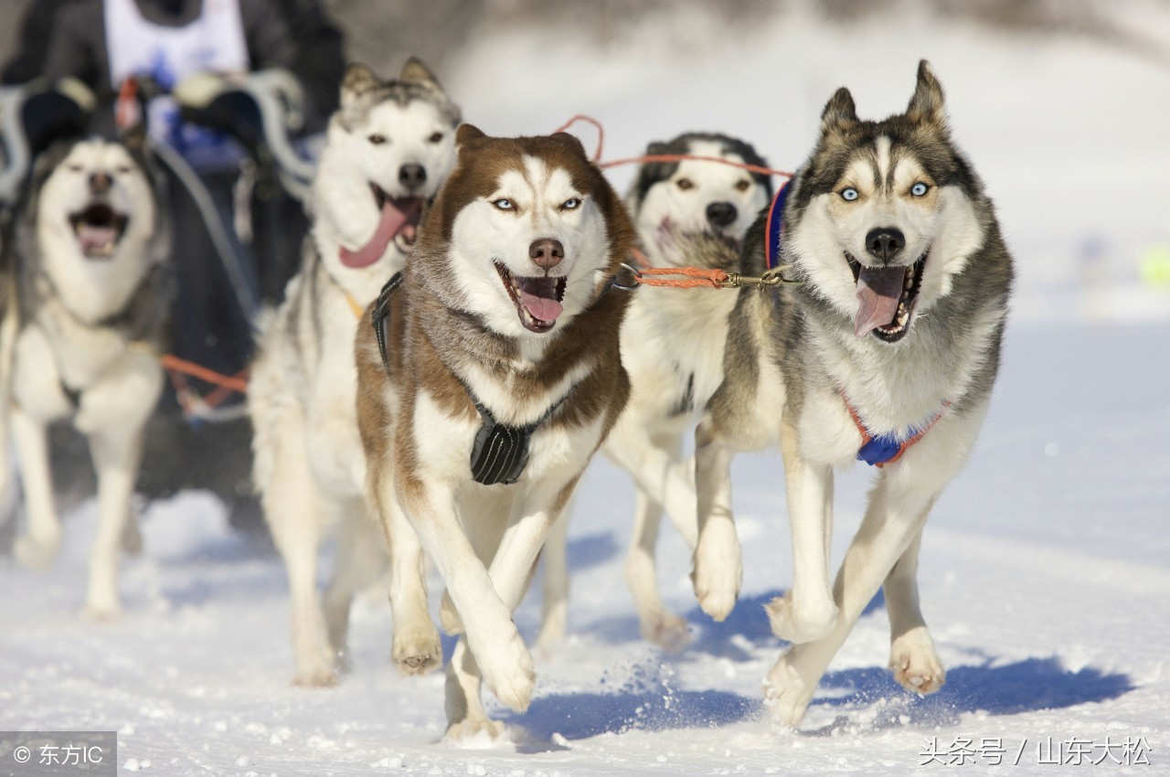 狗狗的十个冷知识,99%的宠主不知道的30个狗狗冷知识