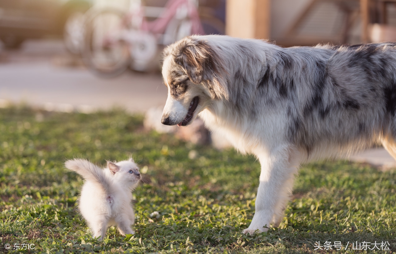 狗狗的十个冷知识,99%的宠主不知道的30个狗狗冷知识