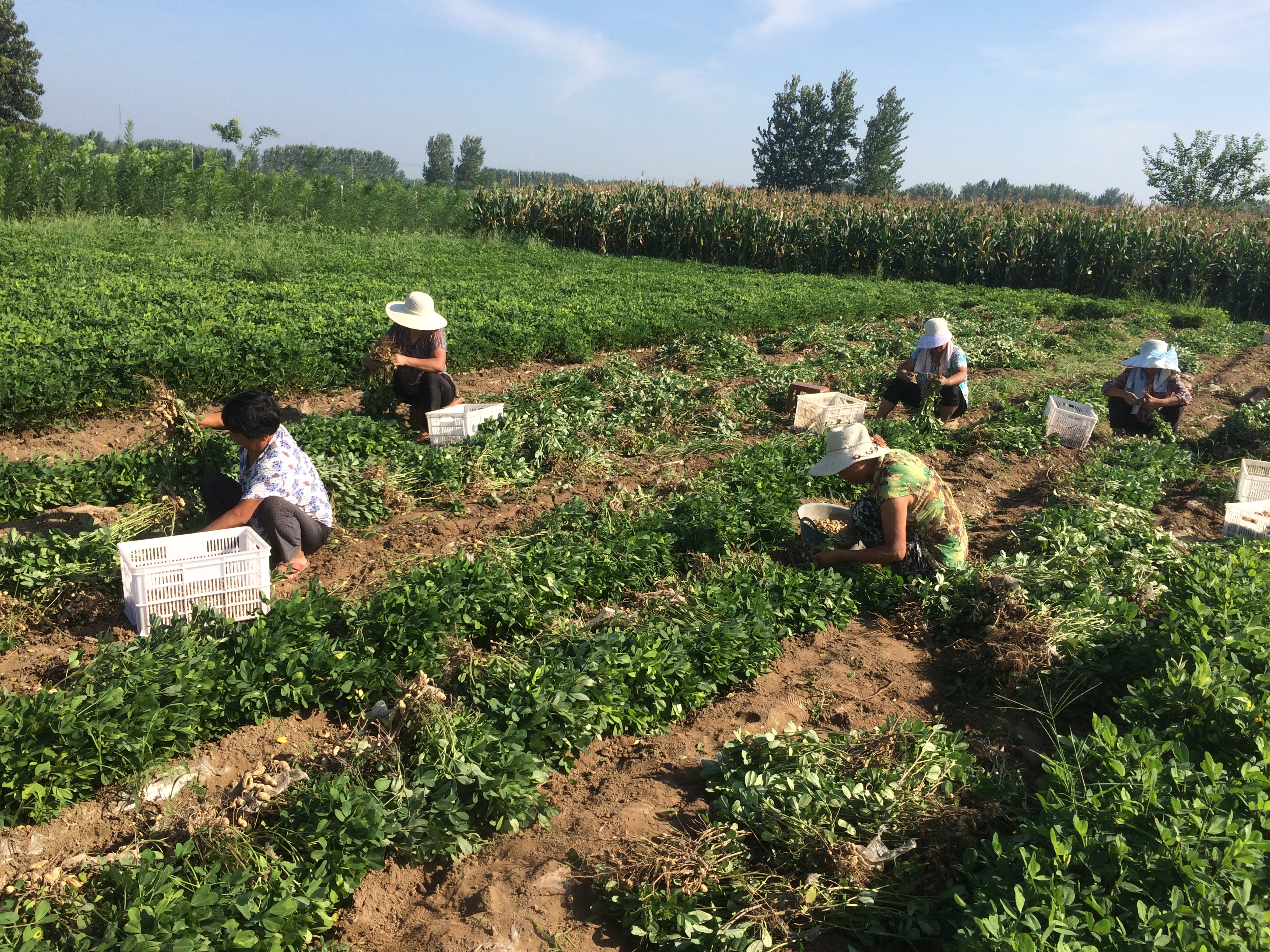 电商让淮阳农产品插上腾飞的翅膀