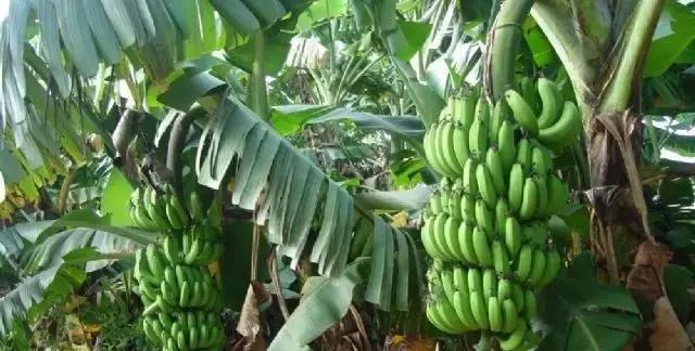 海南最值得去的几个地方,海南博鳌美不美