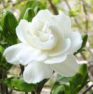 花语全套,花语lolita全套全款多少