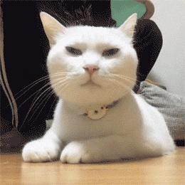 哈哈哈哈哈哈哈哈这届猫奴的智商有点高！