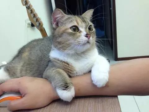 哈哈哈哈哈哈哈哈这届猫奴的智商有点高!