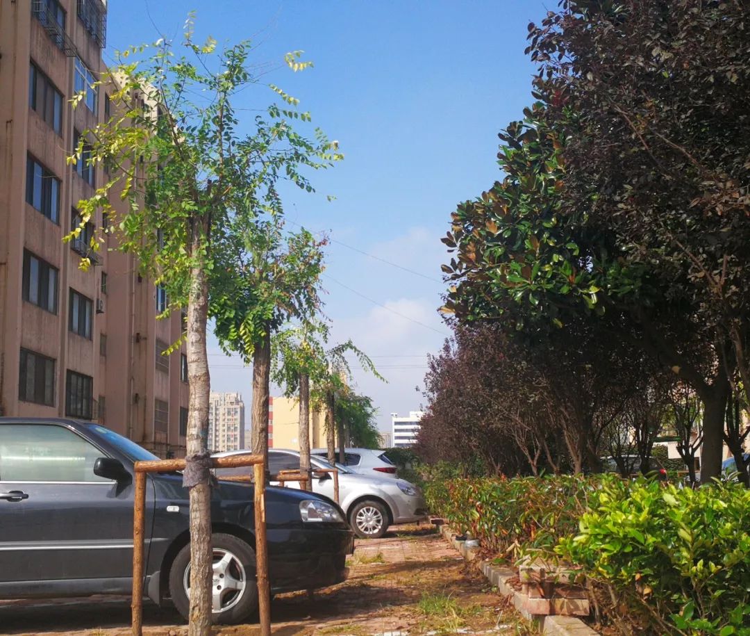 美了美了钢琴曲二胡,美了美了越南红歌