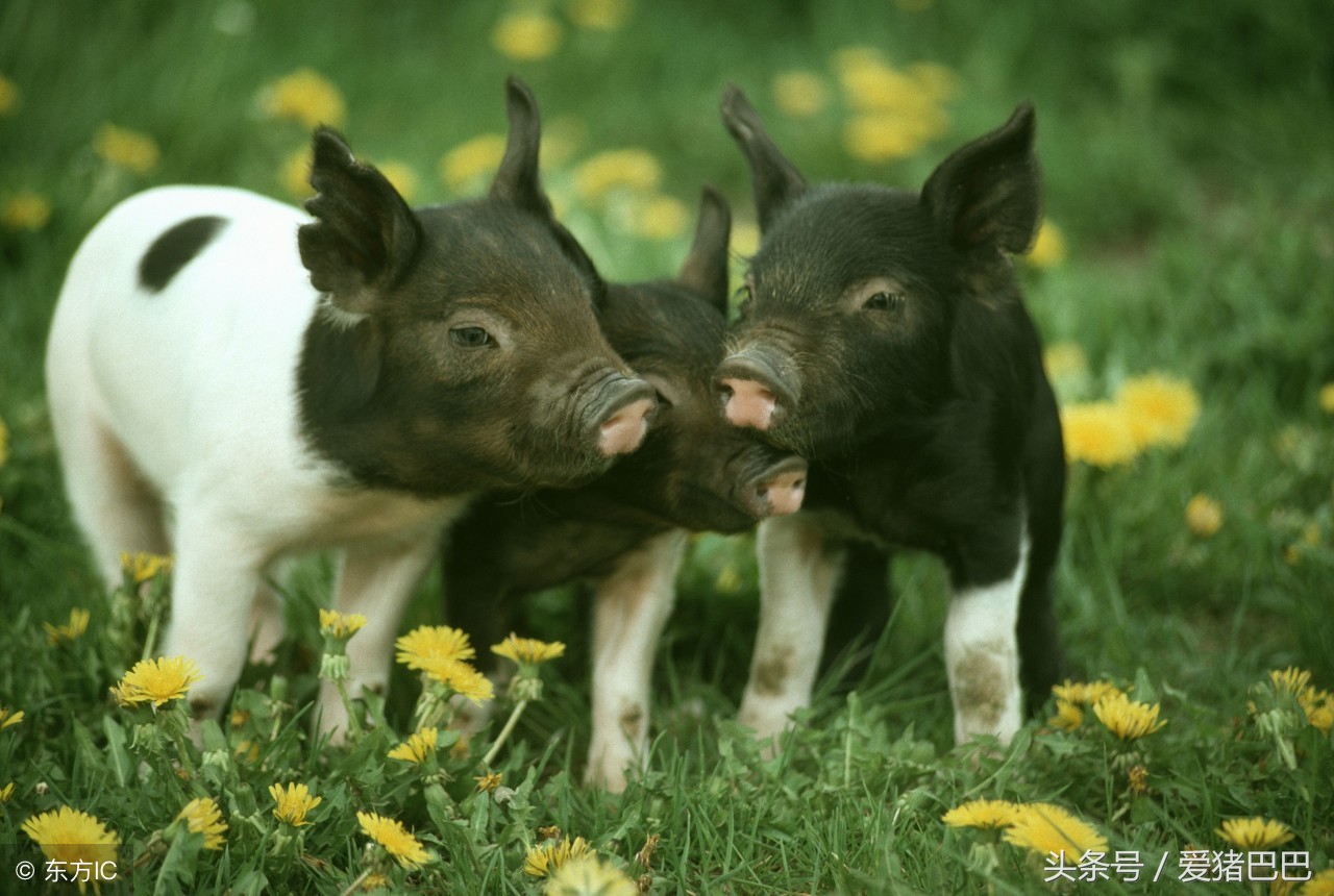 猪病大全及治疗方法猪拉稀,猪血痢如何防治