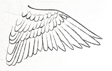 工笔禽鸟技法视频,工笔鸟翅膀画法