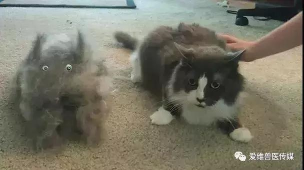 宠物猫正常掉毛是什么因素,猫掉毛超级严重