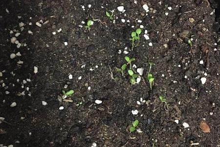 报春花小苗什么时候长大开花,盆栽报春花的养护方法