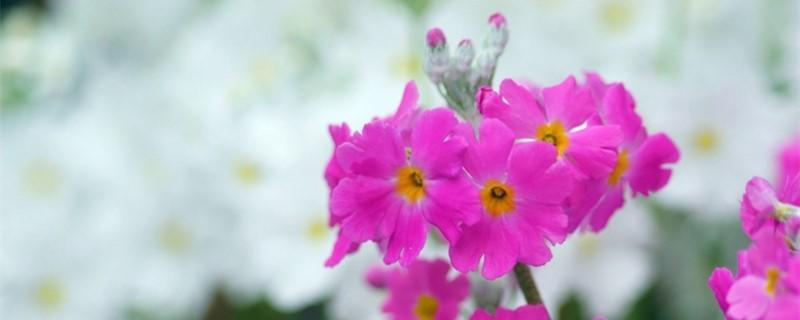 报春花小苗什么时候长大开花,盆栽报春花的养护方法