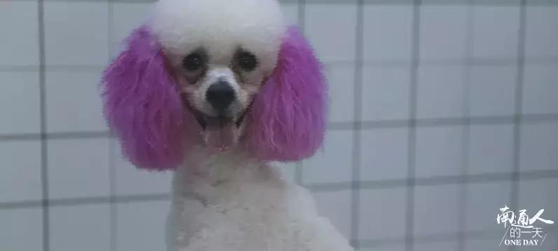 看到这家宠物店老板这么辛苦,我还是乖乖滚回去上班吧!