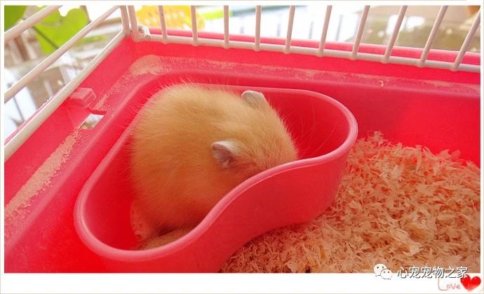 小仓鼠的故事大全视频,儿童睡前故事小仓鼠的故事