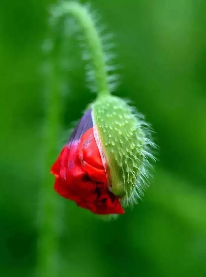 supreme是不是没那么火了,supreme现在还值得入手吗