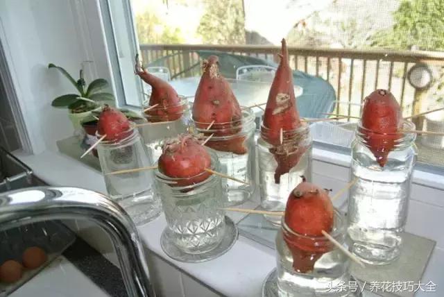 盆栽花生的变化,最好看的盆栽花生