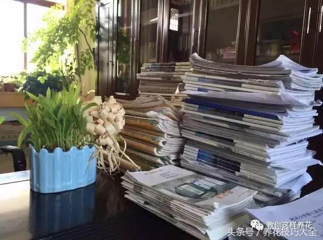 盆栽花生的变化,最好看的盆栽花生