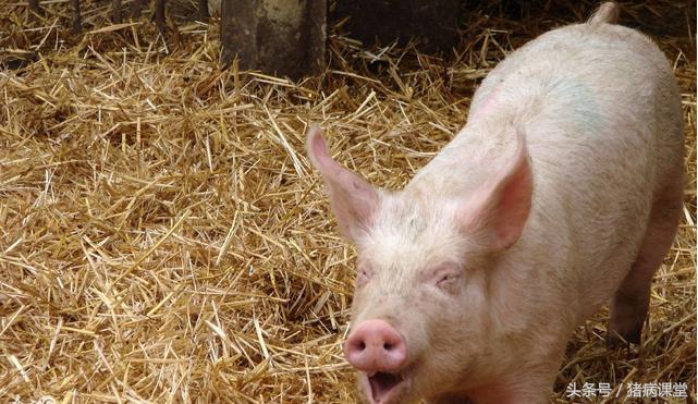 猪只是咳嗽其它都正常用什么药,猪干咳打什么针好得快