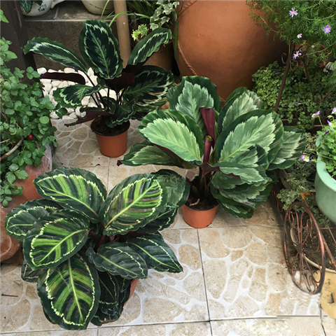 松针如何做种花土,自己在家怎么制作松针腐叶土