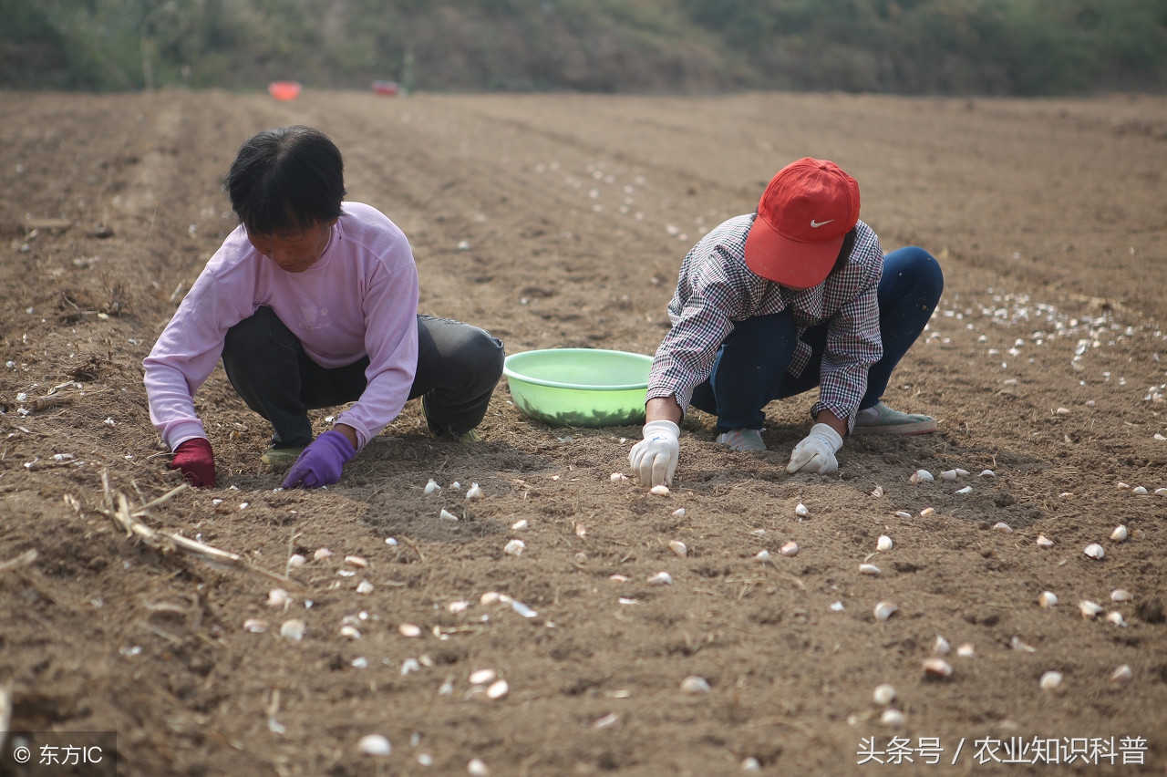 “蒜你狠”真的够狠，不是北方人独有的，其种植范围堪称第一