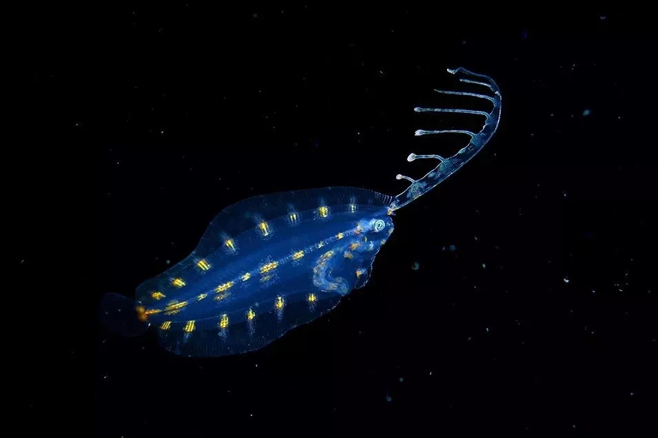 海洋探秘资料,海洋探秘鲨鱼