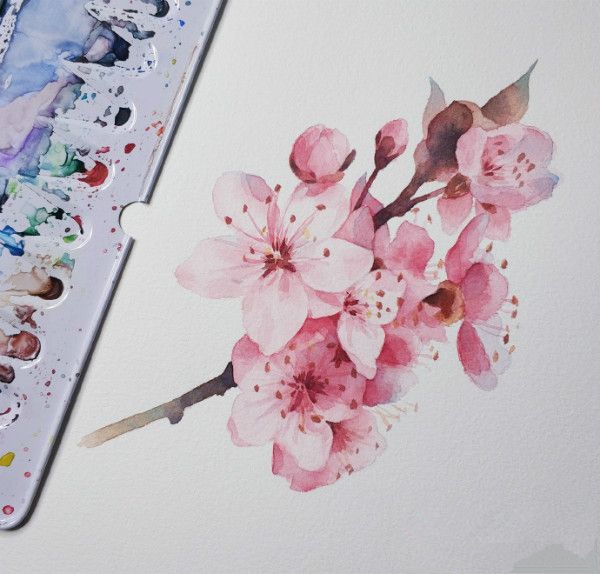 水彩画樱花初学者绘画步骤,樱花画法水彩教程视频