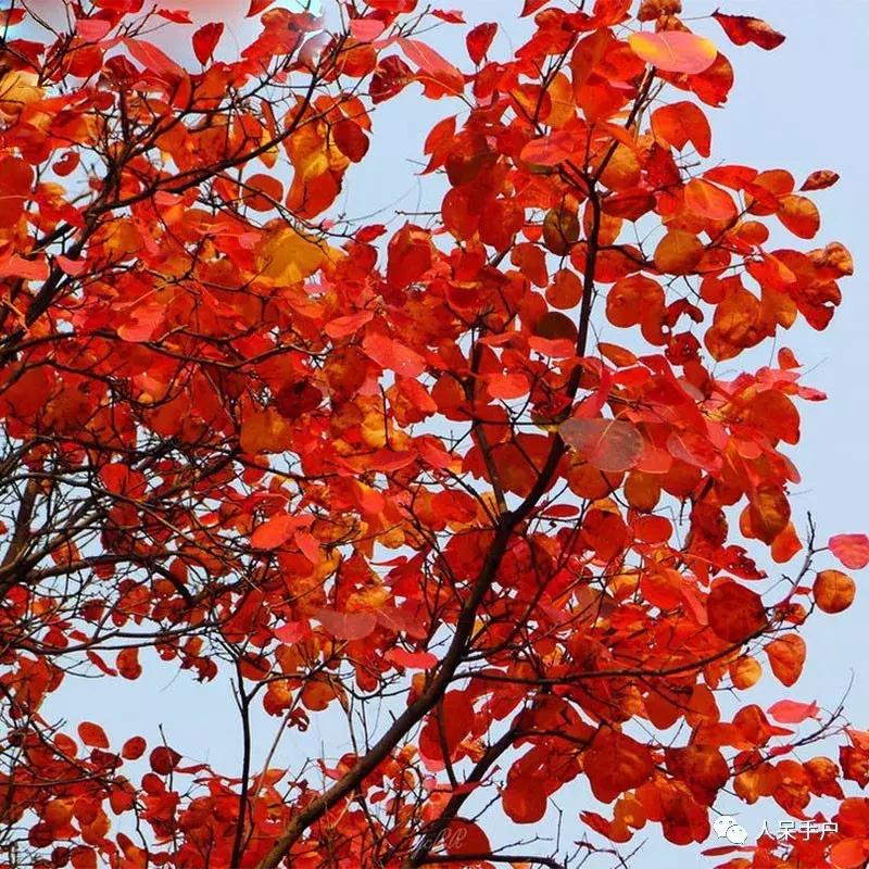 秋天到底是什么颜色的呢,秋天和秋雨是一种什么样的颜色