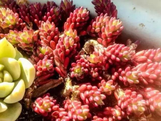 有极强的适应能力,超强适应能力