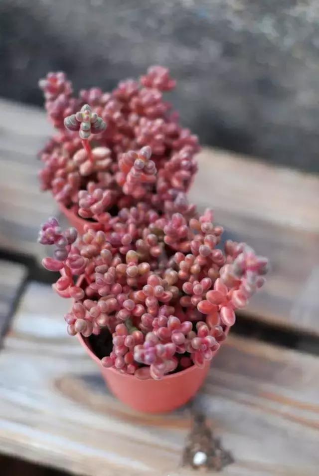 极强的适应能力,超强的适应力