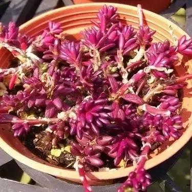 有极强的适应能力,超强适应能力