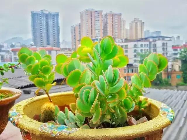 有极强的适应能力,超强适应能力