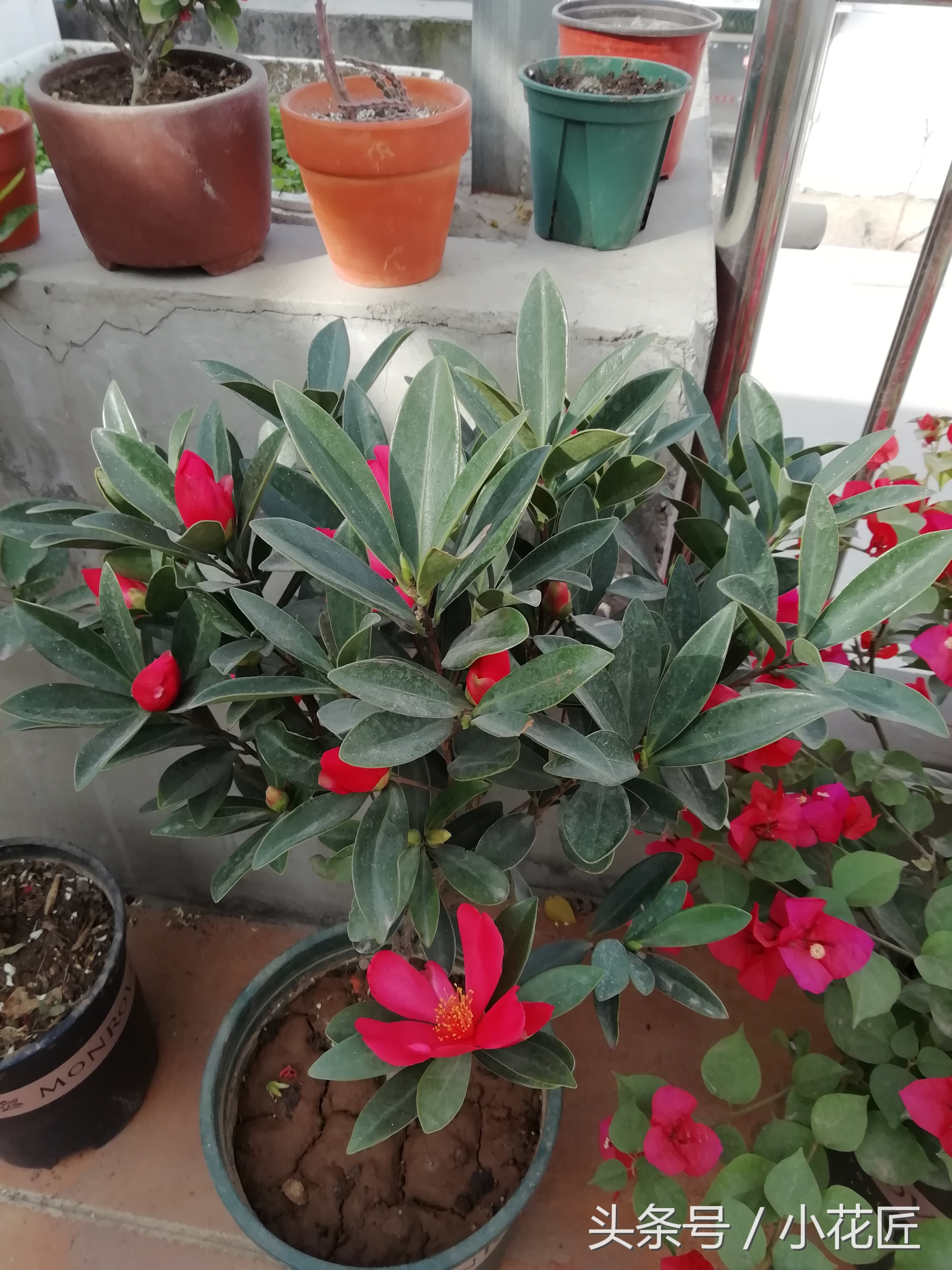 茶花黑尖黑叶落叶怎么办,茶花黑尖掉叶怎么补救