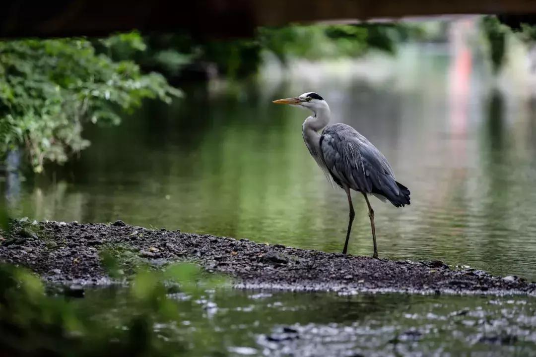 再谈伦纳德,eosr使用技巧