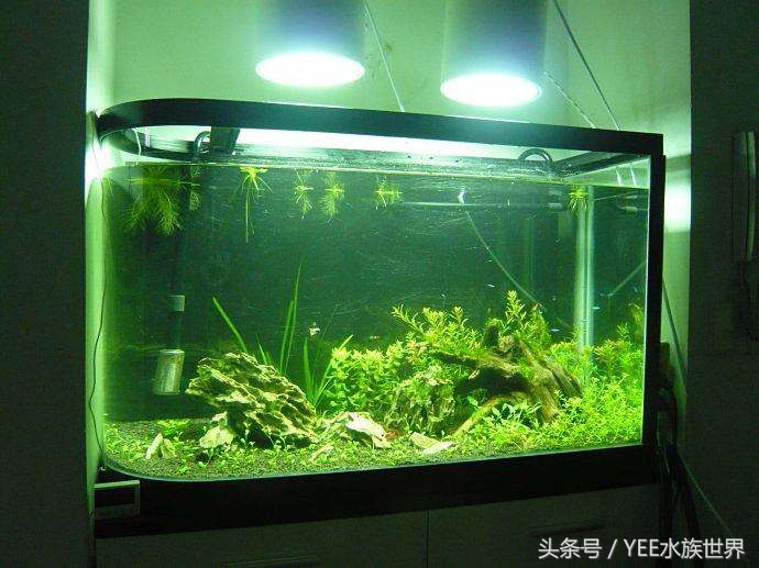 水草泥开缸水浑要等多久,鱼缸放水草泥水浑了怎么办