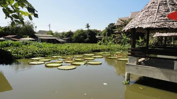 兰寿金鱼光线要求,兰寿泰狮鎏金三种金鱼能混养吗