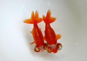 兰寿金鱼为什么一定要阳光饲养,兰寿金鱼用什么底砂