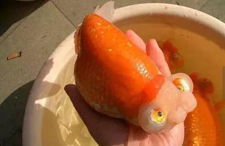 兰寿金鱼为什么一定要阳光饲养,兰寿金鱼用什么底砂