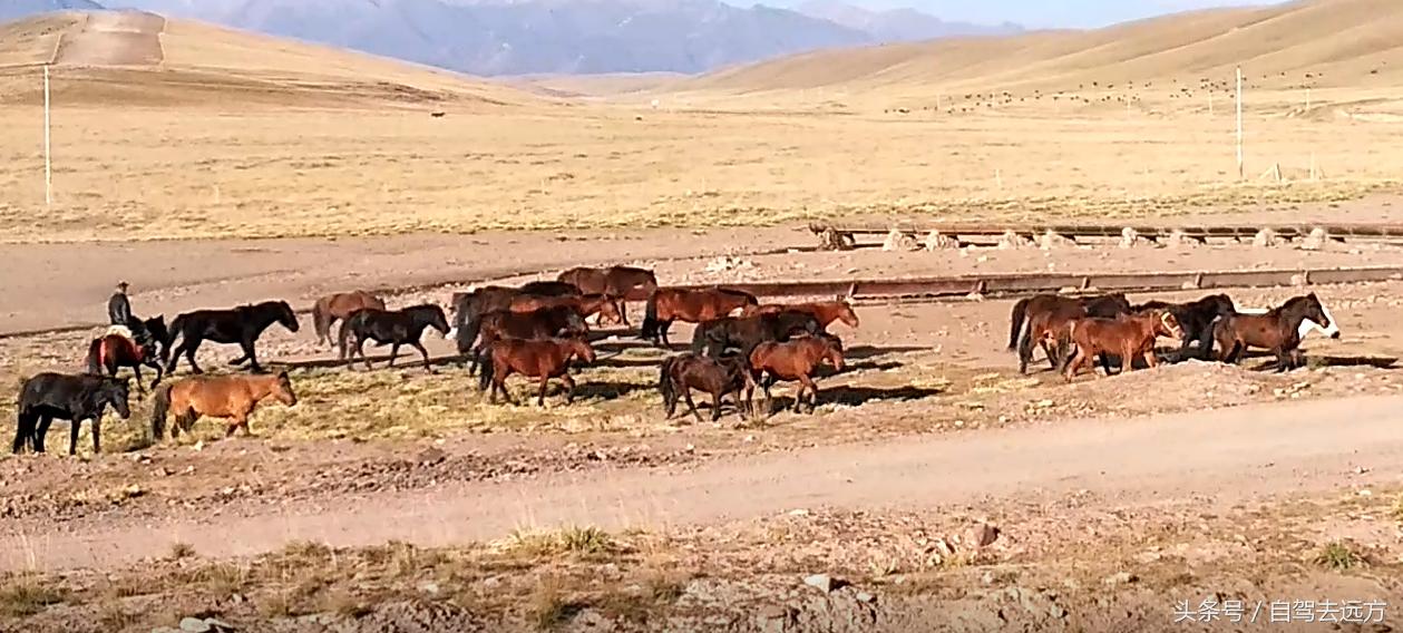 灞变腹鐗ф皯楠戦┈,灞变腹楠戦┈鐗ф皯