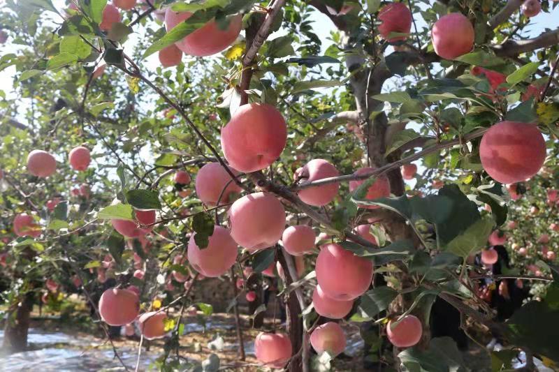 乡村往事回忆,乡村往事完整视频