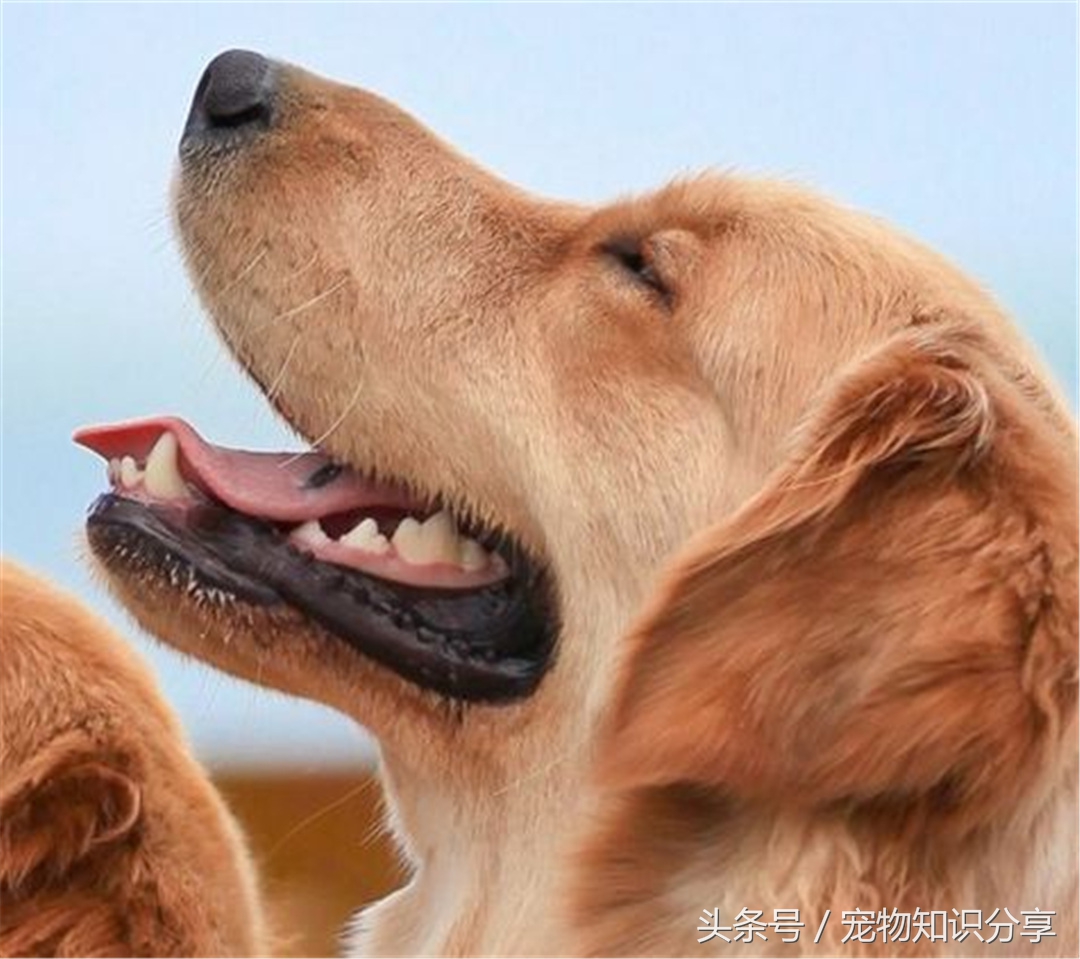 狗狗细小病毒初期怎么治疗,狗狗细小病毒是通过什么传播途径