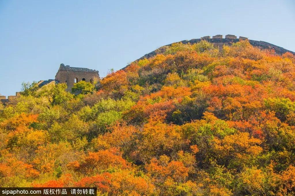 北京这些经典赏红叶地方景美路又顺！