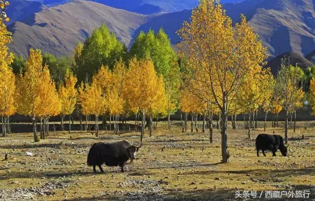 拉萨林芝旅游攻略最新四天三夜,拉萨旅游攻略超详细