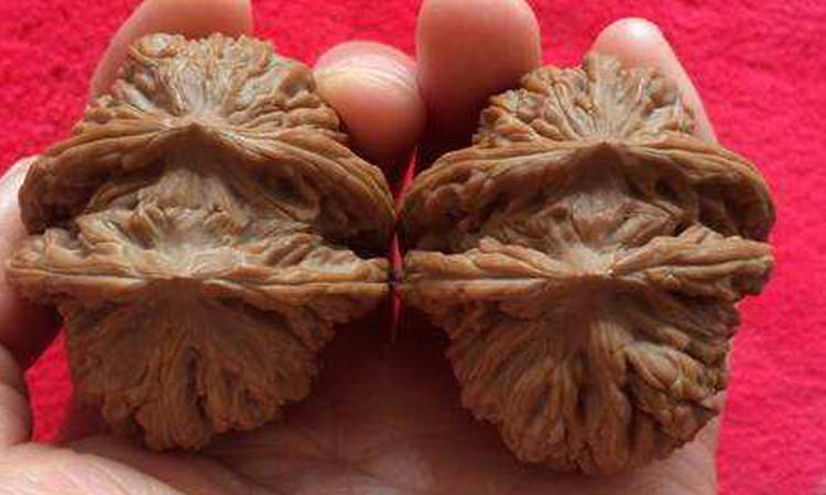 彻底走下神坛的文玩核桃,核桃逆袭