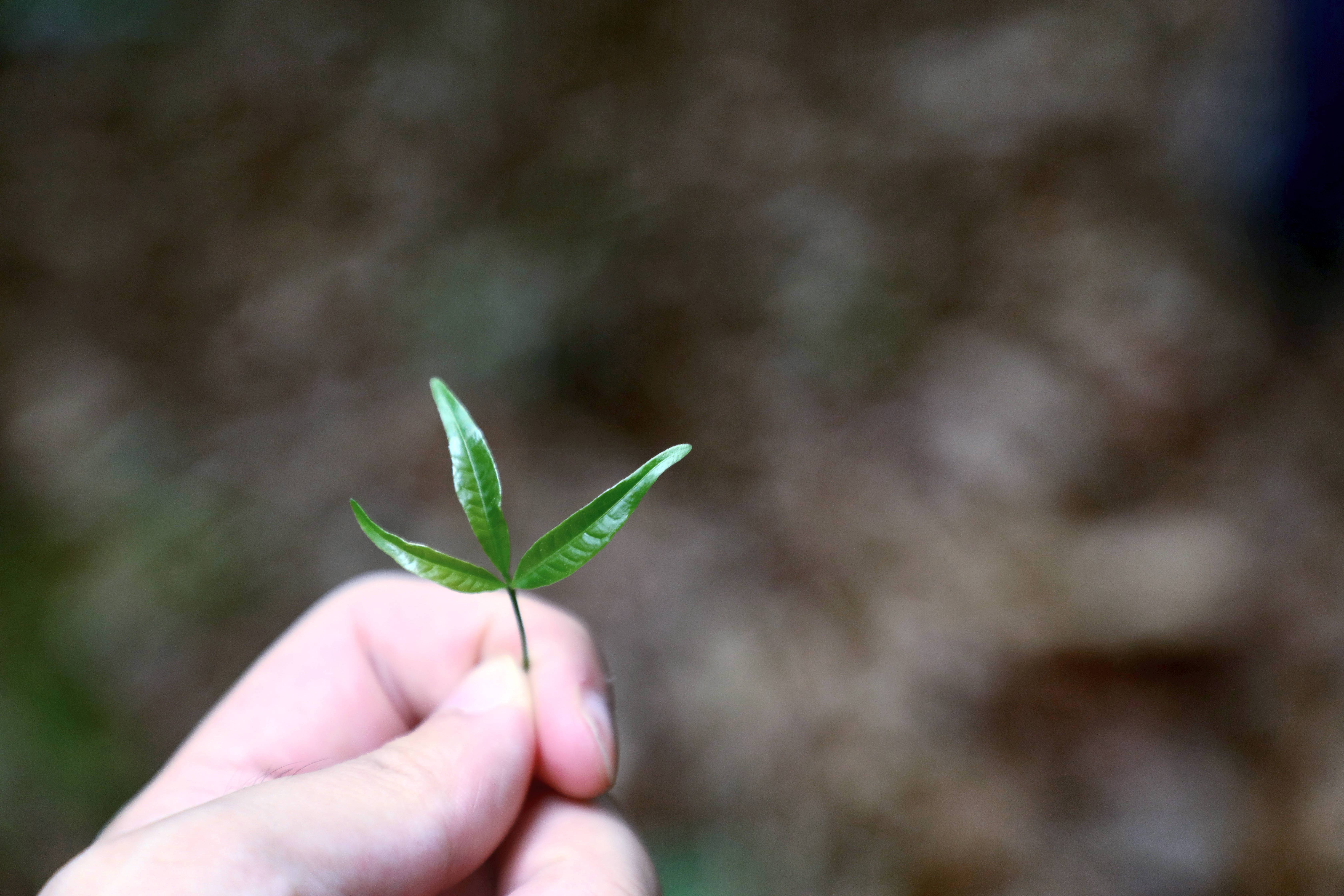 光唱歌就能给村里分红,曾祭人头的神秘佤族,走进你不知道的云南