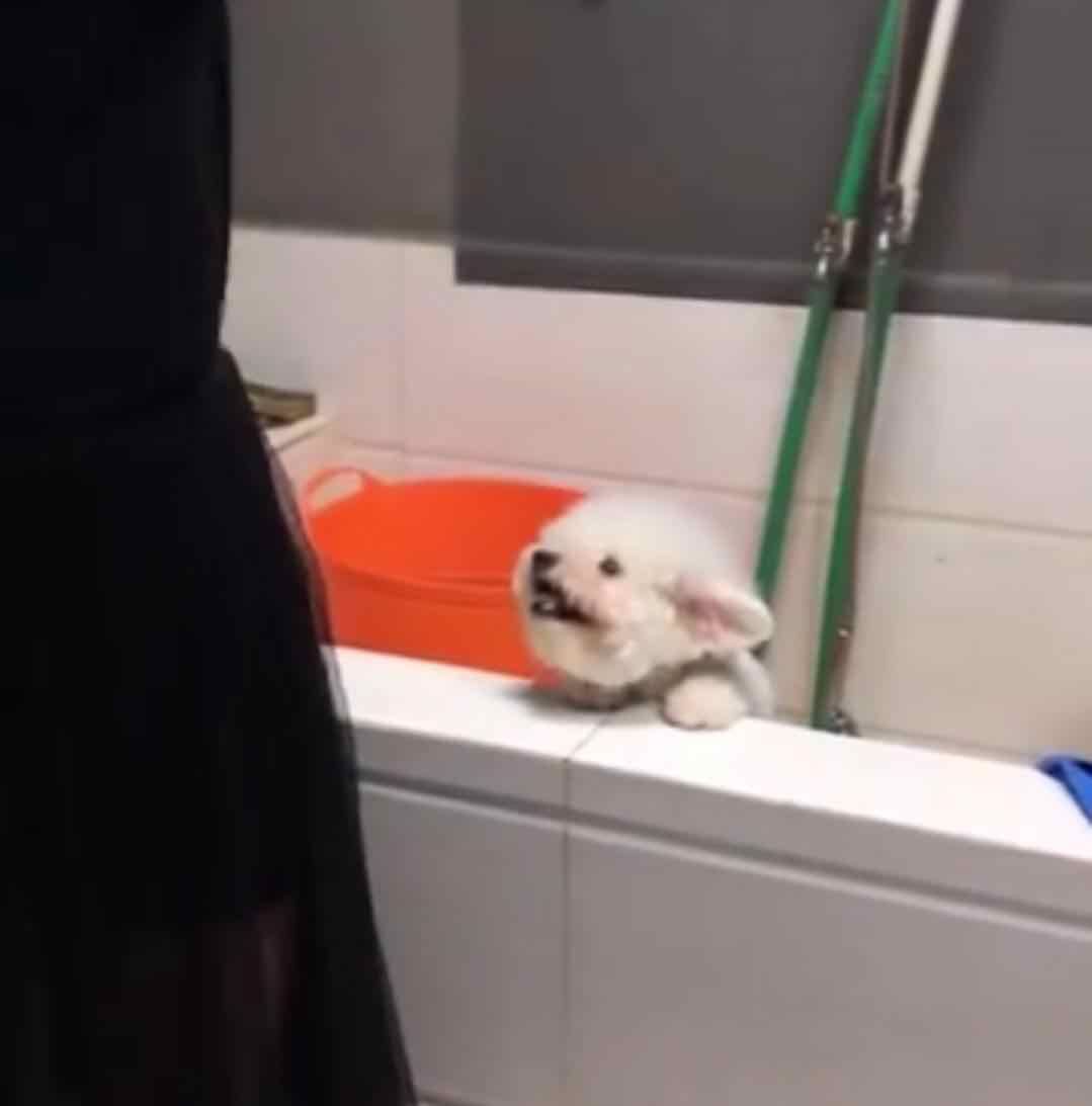 比熊不能遛很爱脏,比熊犬什么时候可以洗澡