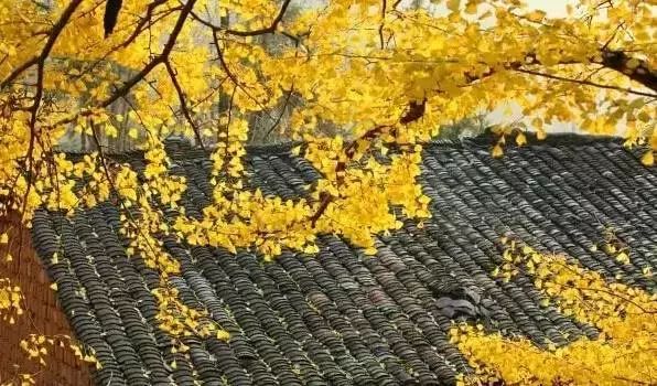 秋在广东很珍贵，若不细心寻找，它便静静地离开了