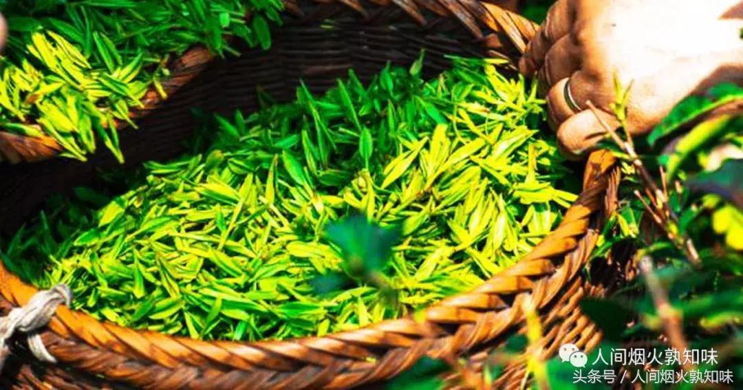 当我们在一起品茗谈心欣赏茶道时,有谁想过那些辛苦的采茶妹呢