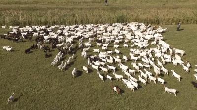 新巴尔虎右旗草原,蒙古草原特色羊肉